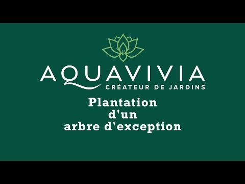 Plantation d'un arbre d'exception